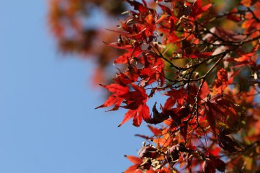 kırmızı akçaağaç yaprakları