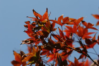 kırmızı akçaağaç yaprakları