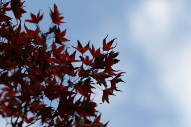 kırmızı akçaağaç yaprakları