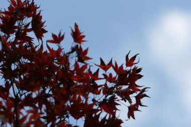 kırmızı akçaağaç yaprakları