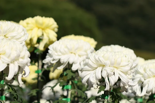 Vackra krysantemum blomma — Stockfoto