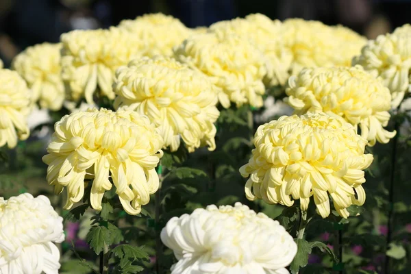 Hermosa flor de crisantemo — Foto de Stock