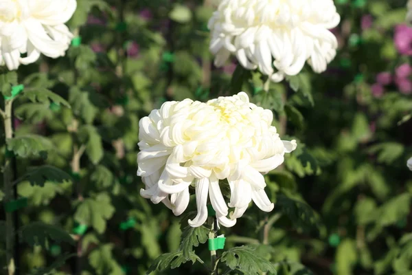 Hermosa flor de crisantemo — Foto de Stock