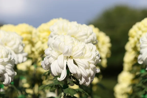 Vackra krysantemum blomma — Stockfoto