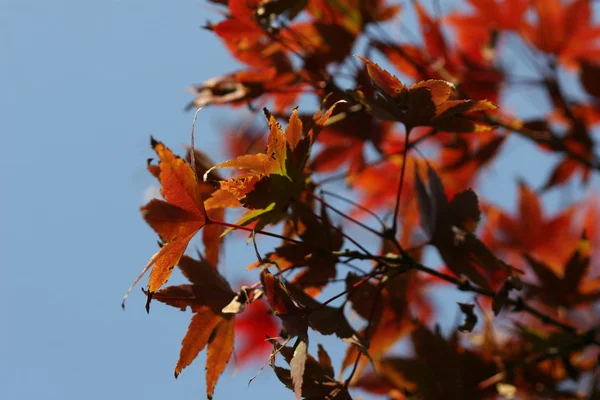 Foglie di acero rosso — Foto Stock