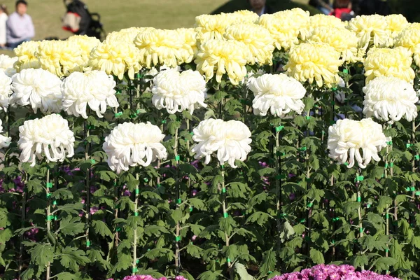 Belle fleur de chrysanthème — Photo