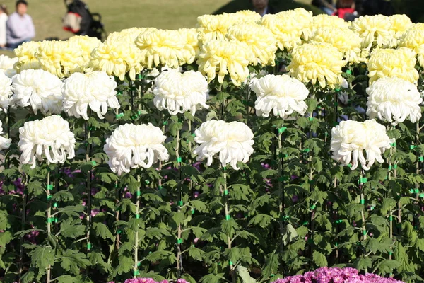 Mooie chrysant bloem — Stockfoto