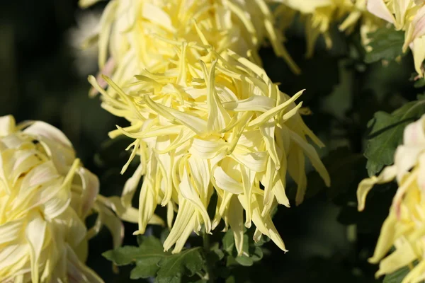 Hermosa flor de crisantemo — Foto de Stock