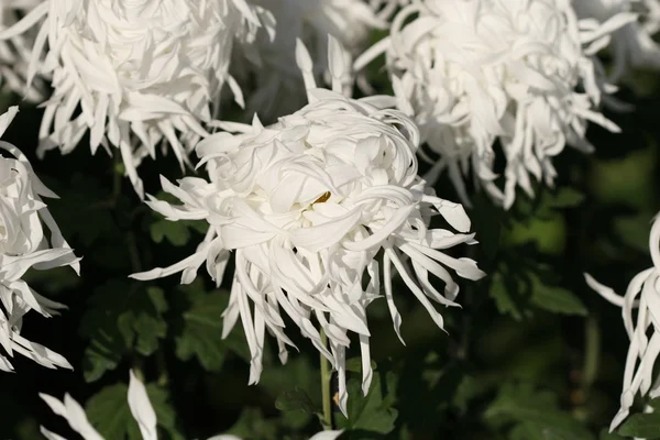 Mooie chrysant bloem — Stockfoto