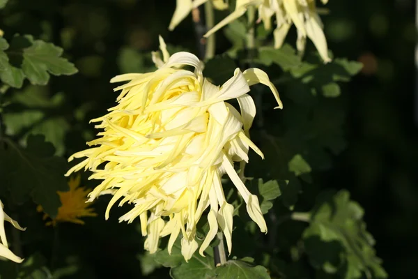 Ωραία, χρυσάνθεμο λουλούδι — Φωτογραφία Αρχείου