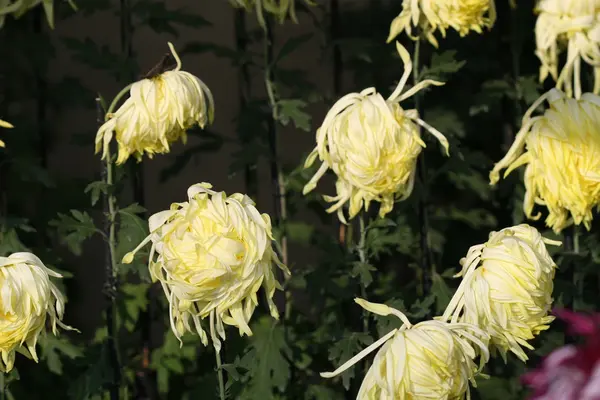 Hermosa flor de crisantemo — Foto de Stock