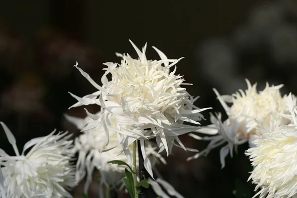 Mooie chrysant bloem — Stockfoto