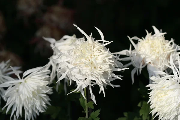 Hermosa flor de crisantemo — Foto de Stock