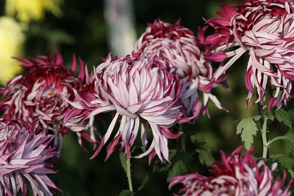 Mooie chrysant bloem — Stockfoto