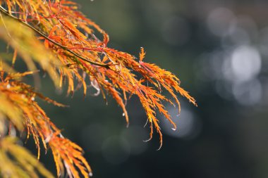 Acer palmatum yaprakları
