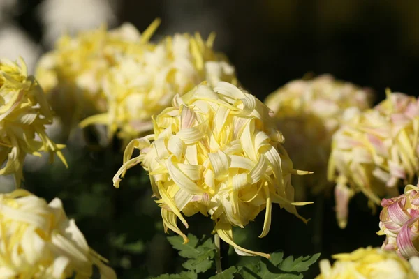 Chrysant bloem close-up — Stockfoto