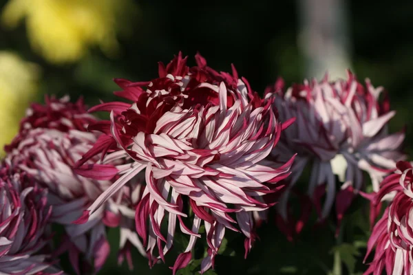 Chrysant bloem close-up — Stockfoto