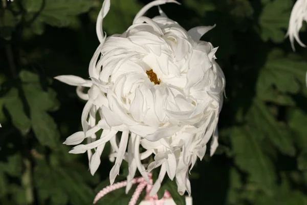 菊の花のクローズ アップ — ストック写真