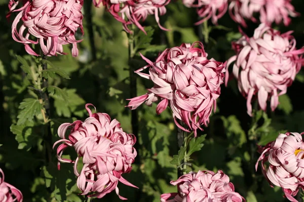 Chrysant bloem close-up — Stockfoto