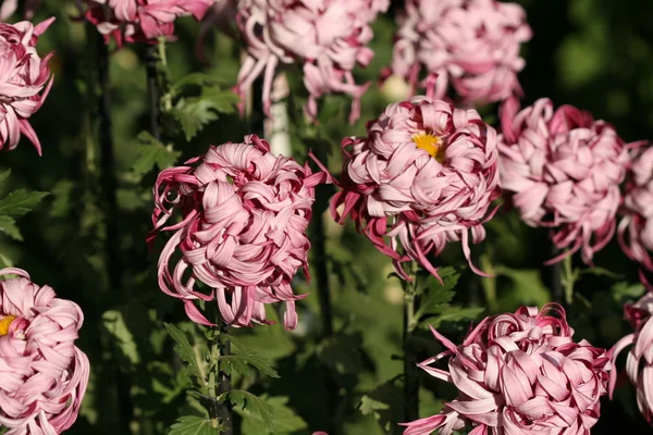 Chrysant bloem close-up — Stockfoto