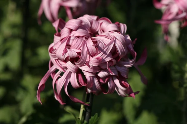 Chrysant bloem close-up — Stockfoto