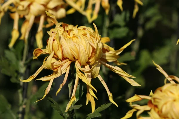 Krysantemum blomma närbild — Stockfoto