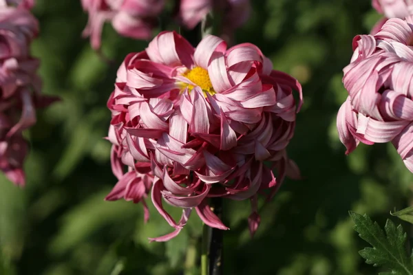 Chrysant bloem close-up — Stockfoto