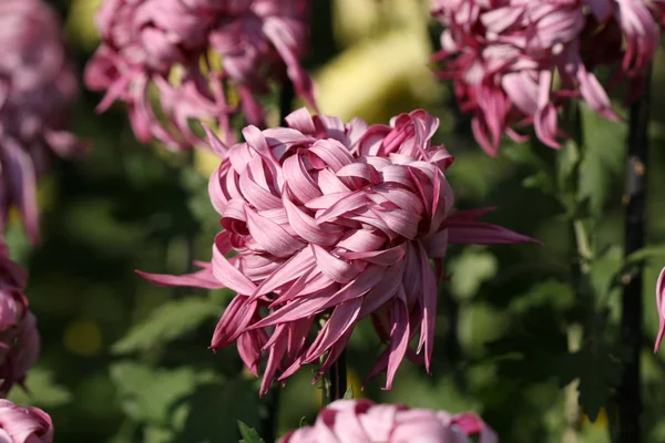 Chrysant bloem close-up — Stockfoto