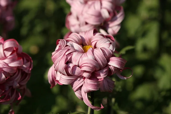 Chryzantema Kwiat zbliżenie — Zdjęcie stockowe