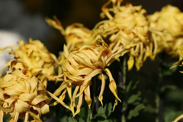 Chrysanthemenblüte Nahaufnahme — Stockfoto