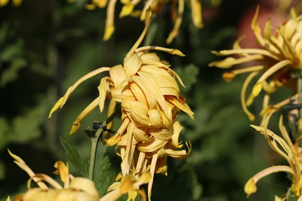 Χρυσάνθεμο λουλούδι closeup — Φωτογραφία Αρχείου