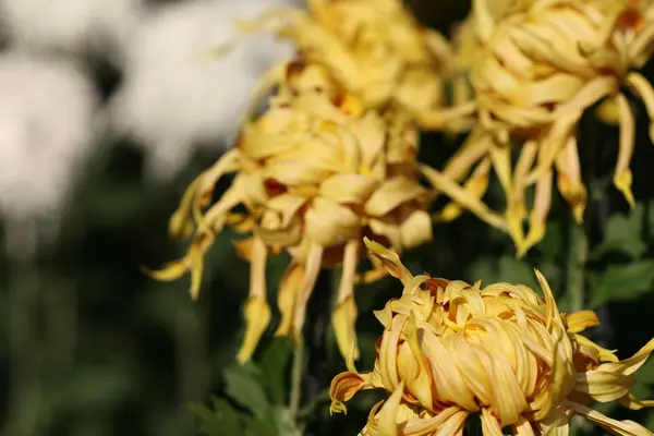 Chrysanthème fleur gros plan — Photo