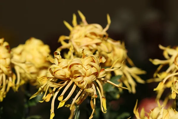 Крупный план цветка Хризантемы — стоковое фото