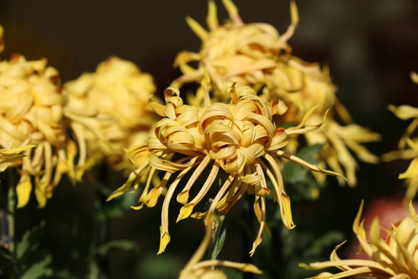 Chrysanthème fleur gros plan — Photo