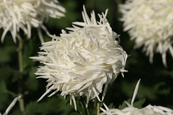 Chrysant bloem close-up — Stockfoto