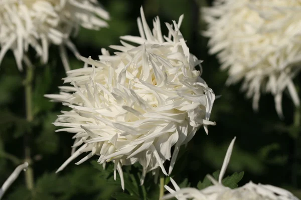 Chrysant bloem close-up — Stockfoto