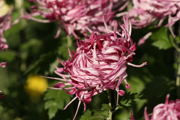 Chrysanthemenblüte Nahaufnahme — Stockfoto