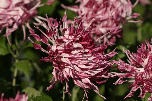 Chrysant bloem close-up — Stockfoto