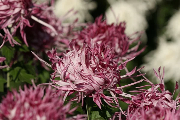 Chrysanthème fleur gros plan — Photo