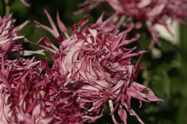 Chrysant bloem close-up — Stockfoto