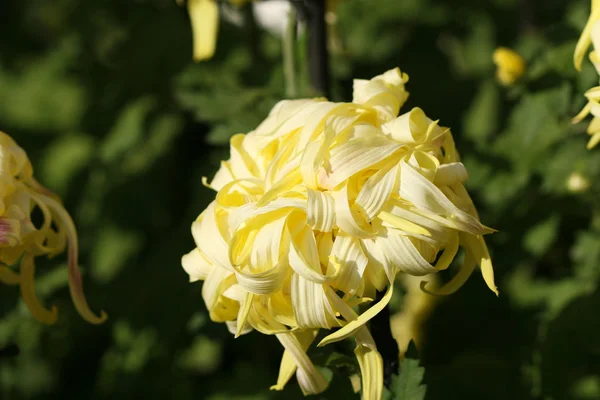 Crisantemo flor primer plano — Foto de Stock