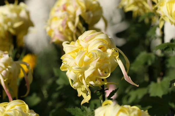 Closeup květ chryzantémy — Stock fotografie