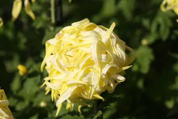 Хризантема квітка крупним планом — стокове фото