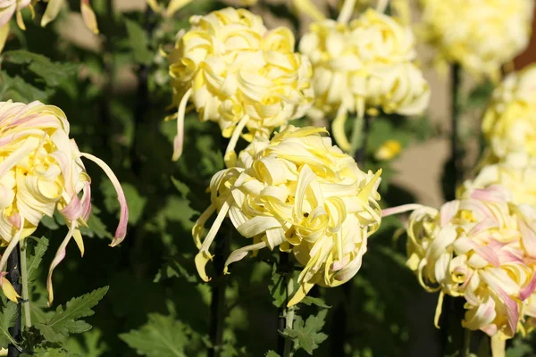 Crisantemo flor primer plano — Foto de Stock