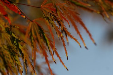 acer palmatum yaprakları