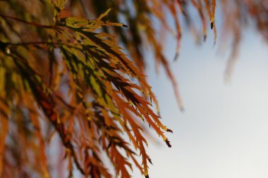 acer palmatum yaprakları