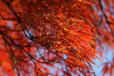 acer palmatum yaprakları