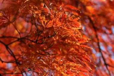 acer palmatum yaprakları