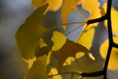 Ginkgo Sonbahar zaman içinde bırakır