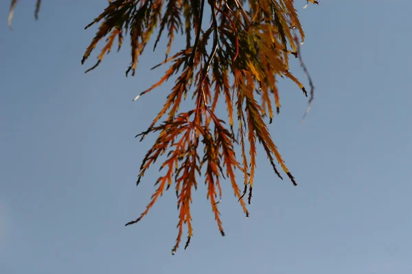 Hojas de acer palmatum — Foto de Stock